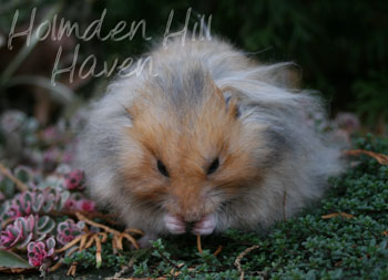 RC- Golden Umbrous Longhaired